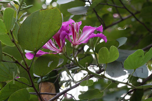 Shantiniketan