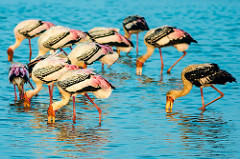 Flamingos at Pulicat Lake