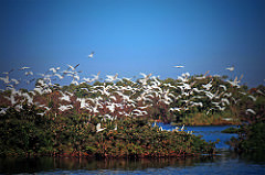 Vedanthangal Bird Sanctuary