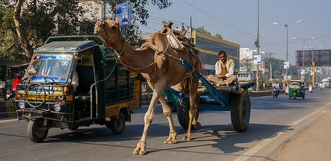 Camel on the Indian roads