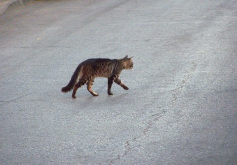 Cat crossing the road