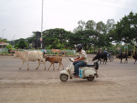 Cows on the Indian road