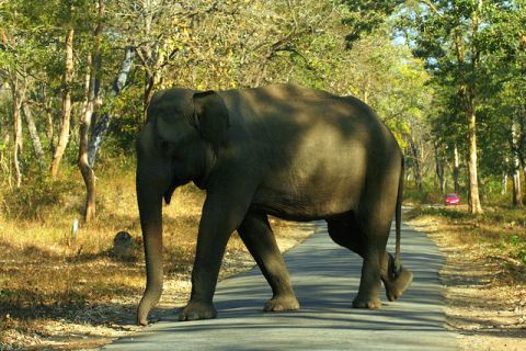 Elephants crossing the road