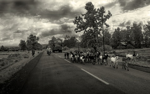 Goats on Indian roads