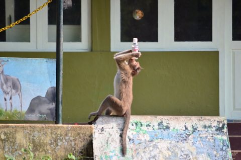 Monkeys by the roadside