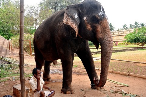 Indian elephant