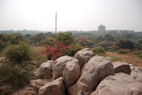 Parthasarathy Rocks, JNU Campus