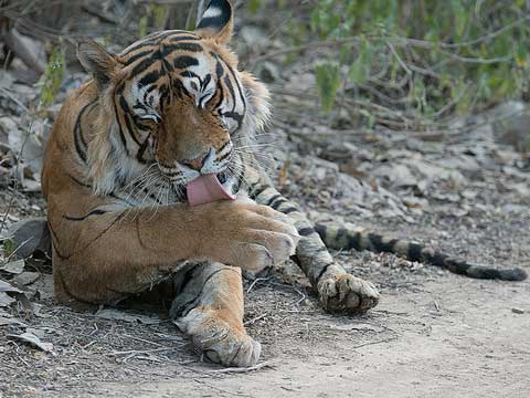 Grooming rituals