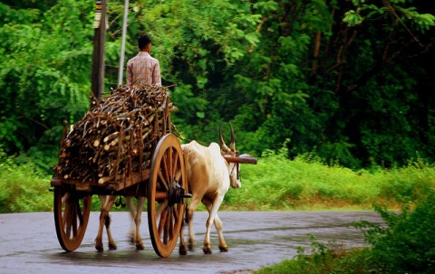 Bullockcart 