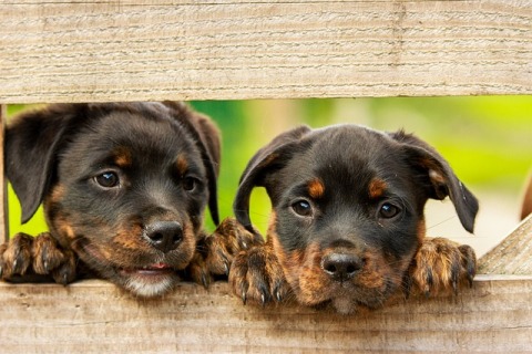 Rottweiler puppies