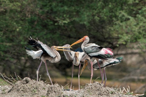 Bharatpur National Park