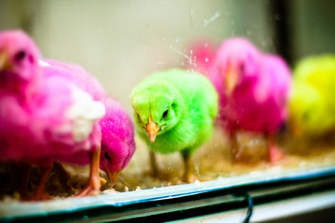 Dyed chicks