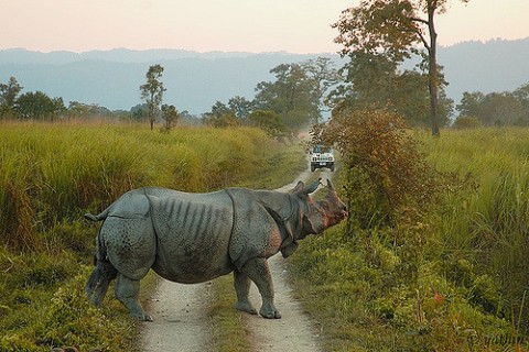 Kaziranga National Park