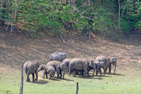 Periyar National Park