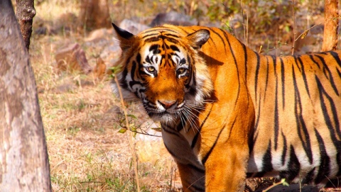 Ranthambore National Park 